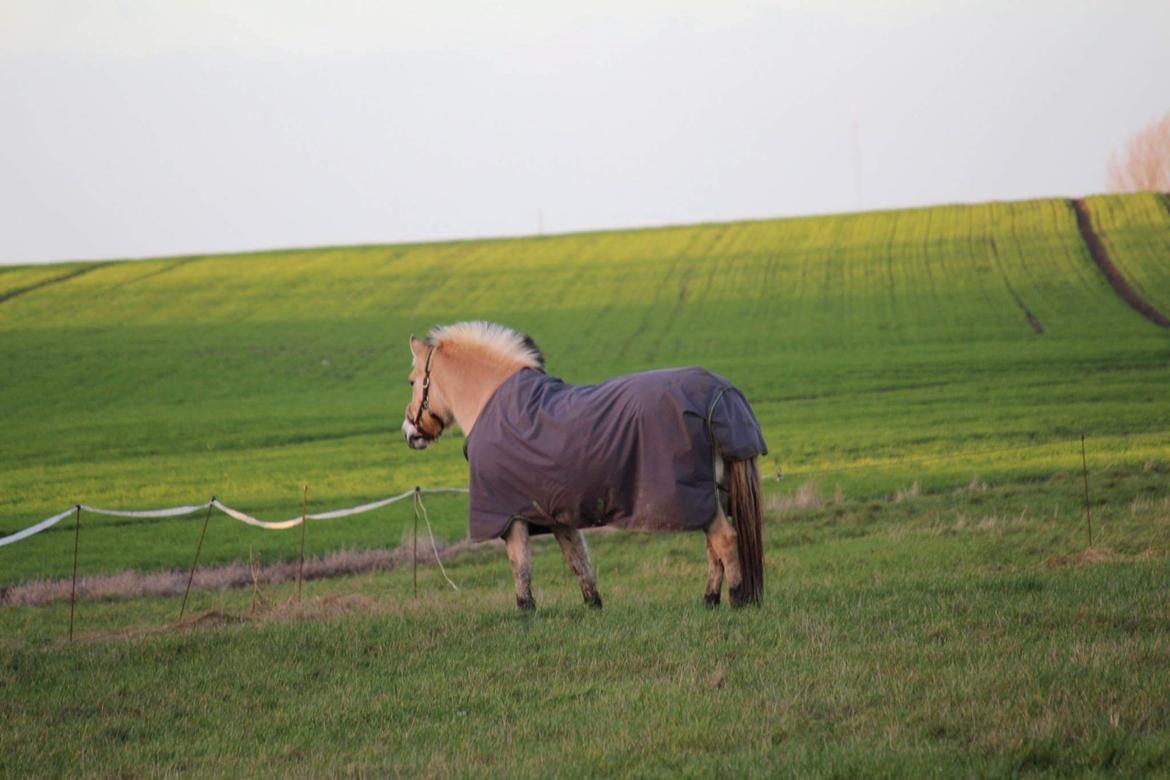 Fjordhest Sif (pony) ¤my soulmate¤ billede 23