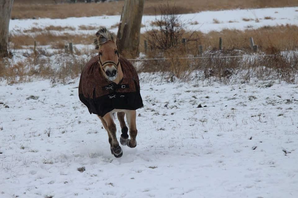 Fjordhest Sif (pony) ¤my soulmate¤ billede 5