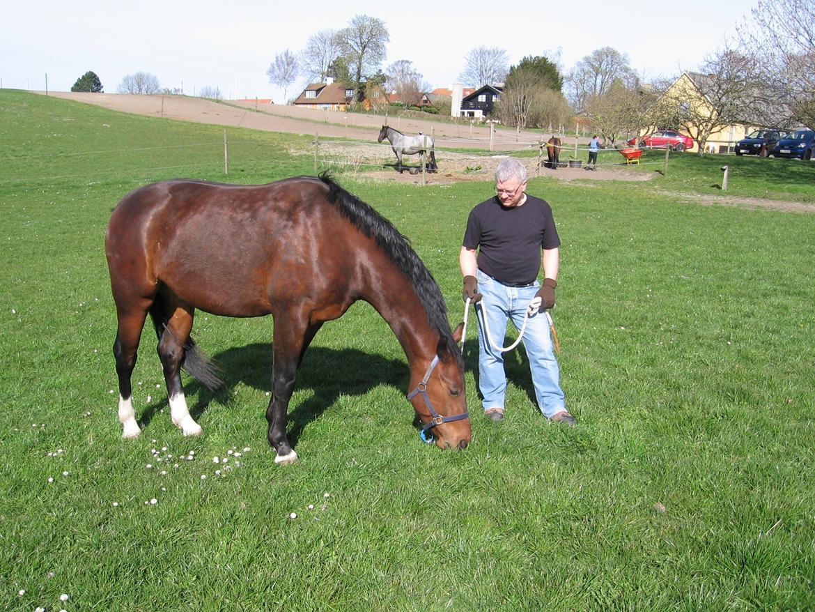 Oldenborg Muhlegaardens Viktor - Henning og Viktor græsser ind April 2015. billede 10
