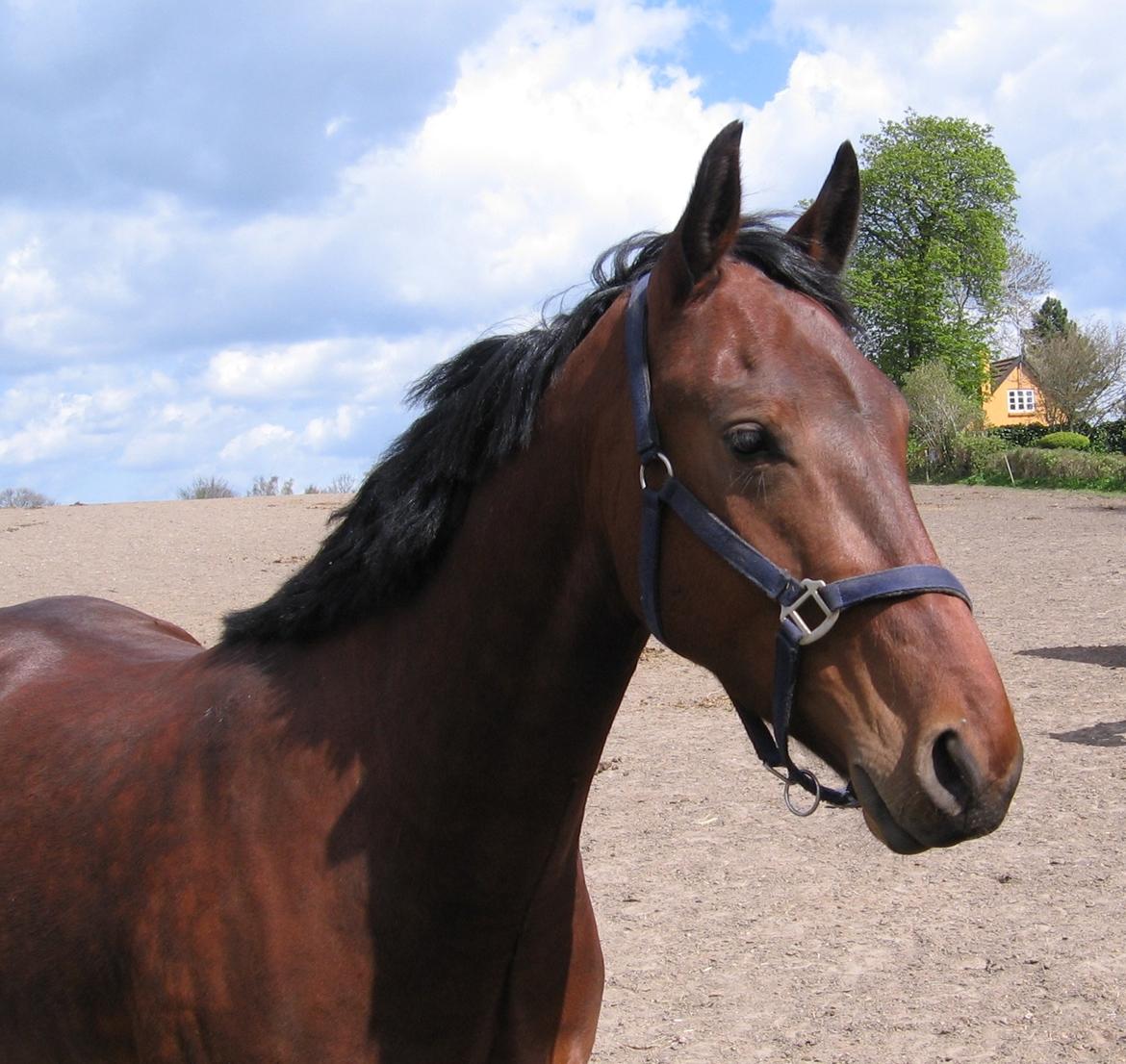 Oldenborg Muhlegaardens Viktor - Viktor på jordfold Maj 2015. billede 11