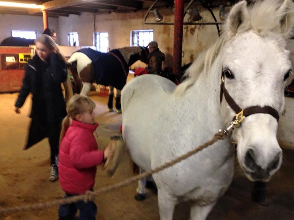 Anden særlig race Jumping Victory - Jose ordner Viggo for Thea billede 6