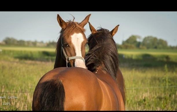 Arabisk fuldblod (OX) Tamson - de er kærester med naomi billede 1