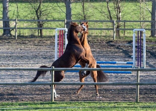 Arabisk fuldblod (OX) Tamson - her leger han med hannibal billede 3