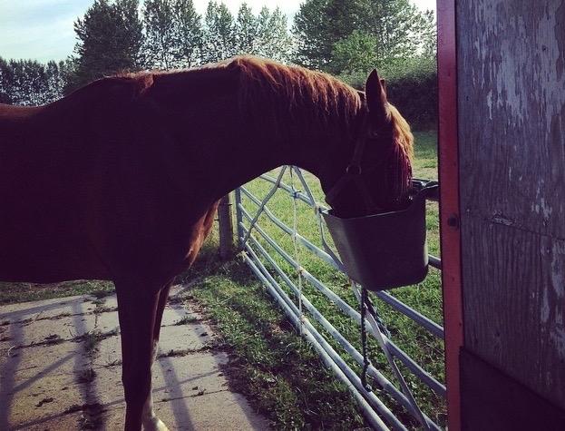 Arabisk fuldblod (OX) Tamson - her drakker han vand billede 4