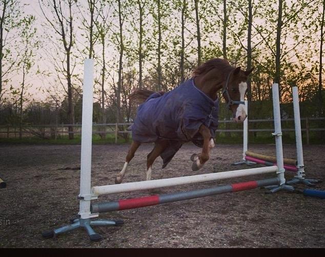 Arabisk fuldblod (OX) Tamson - det er til løs spring billede 5