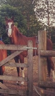 Arabisk fuldblod (OX) Tamson billede 6