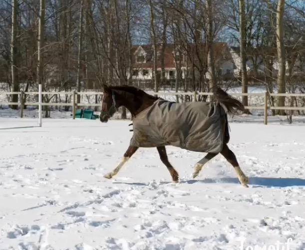 Arabisk fuldblod (OX) Tamson billede 8