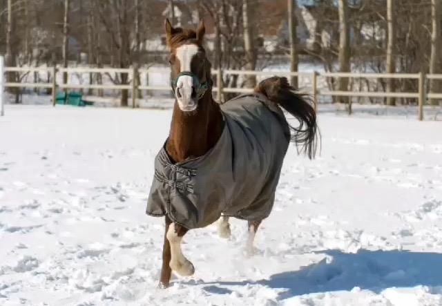 Arabisk fuldblod (OX) Tamson billede 9