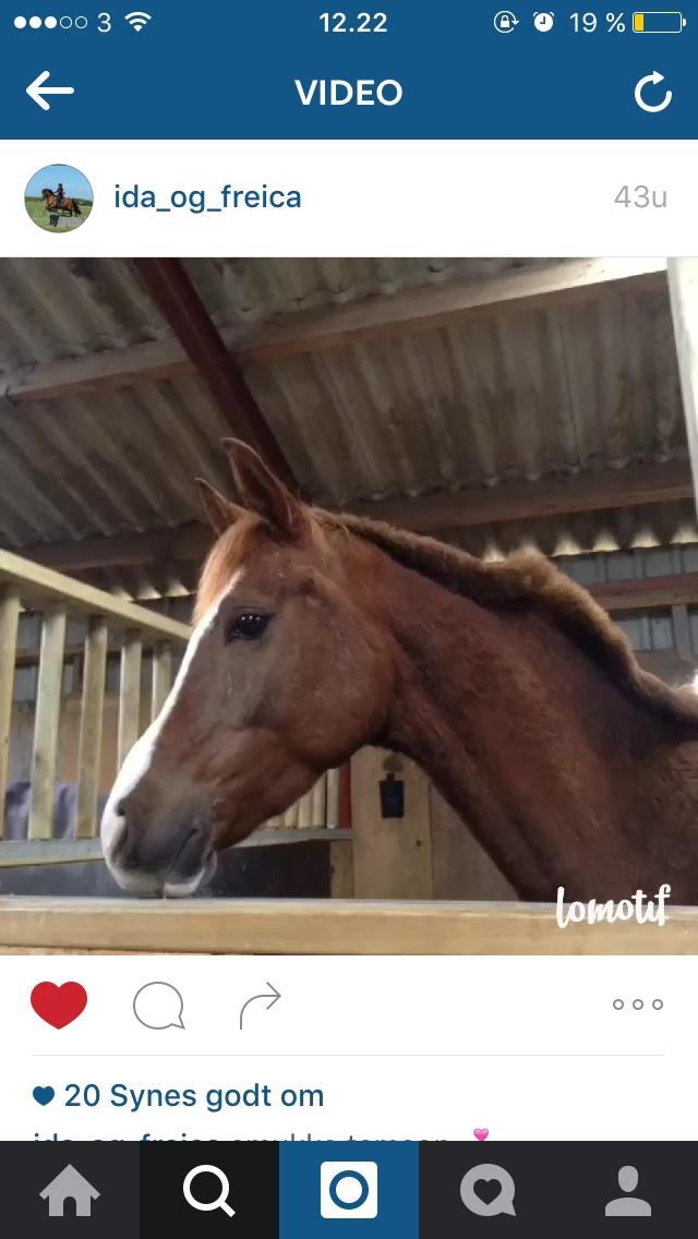 Arabisk fuldblod (OX) Tamson billede 10