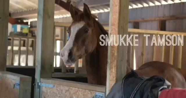 Arabisk fuldblod (OX) Tamson billede 11