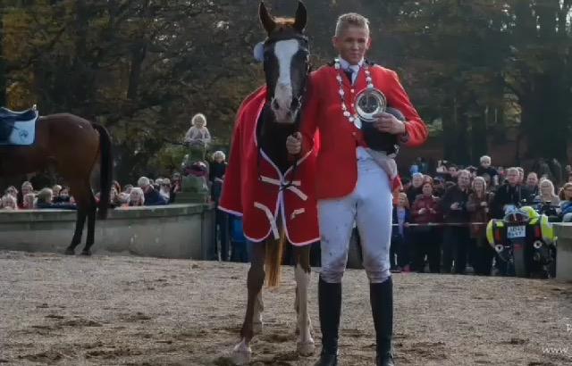 Arabisk fuldblod (OX) Tamson billede 12