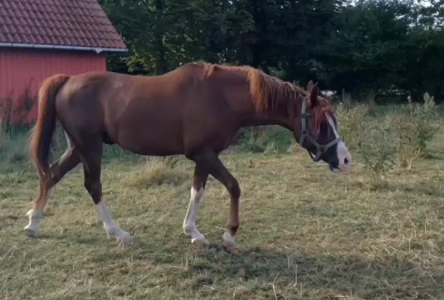 Arabisk fuldblod (OX) Tamson billede 13