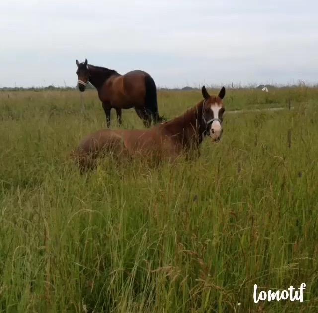 Arabisk fuldblod (OX) Tamson billede 14