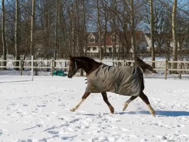 Arabisk fuldblod (OX) Tamson billede 15