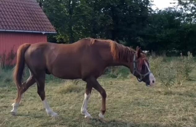 Arabisk fuldblod (OX) Tamson billede 7