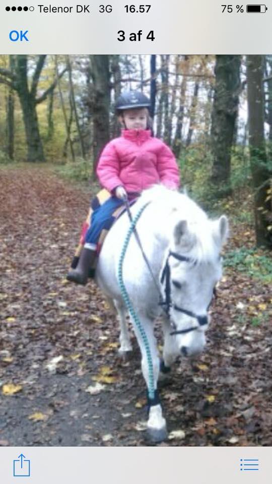 Anden særlig race Jumping Victory billede 10