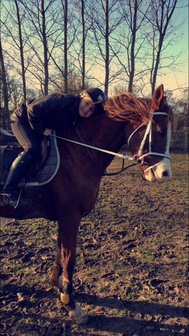 Arabisk fuldblod (OX) Tamson billede 16