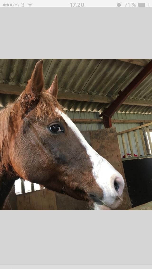 Arabisk fuldblod (OX) Tamson billede 17