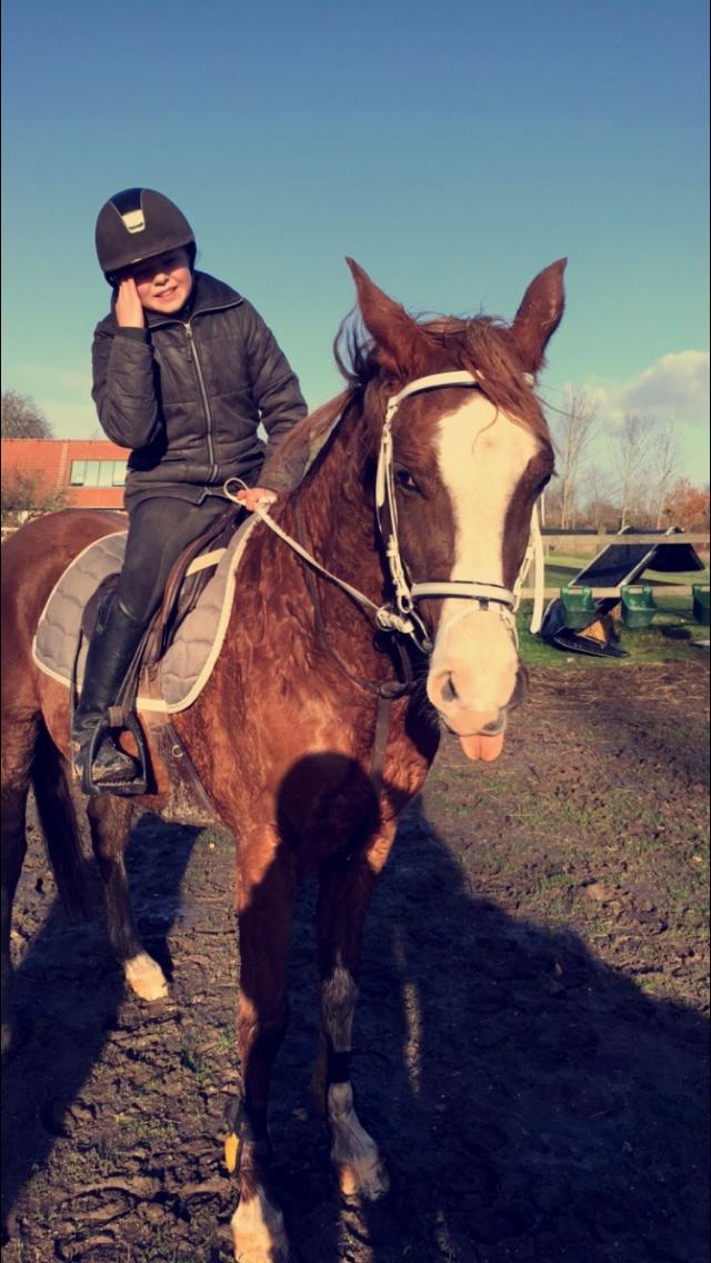 Arabisk fuldblod (OX) Tamson billede 18