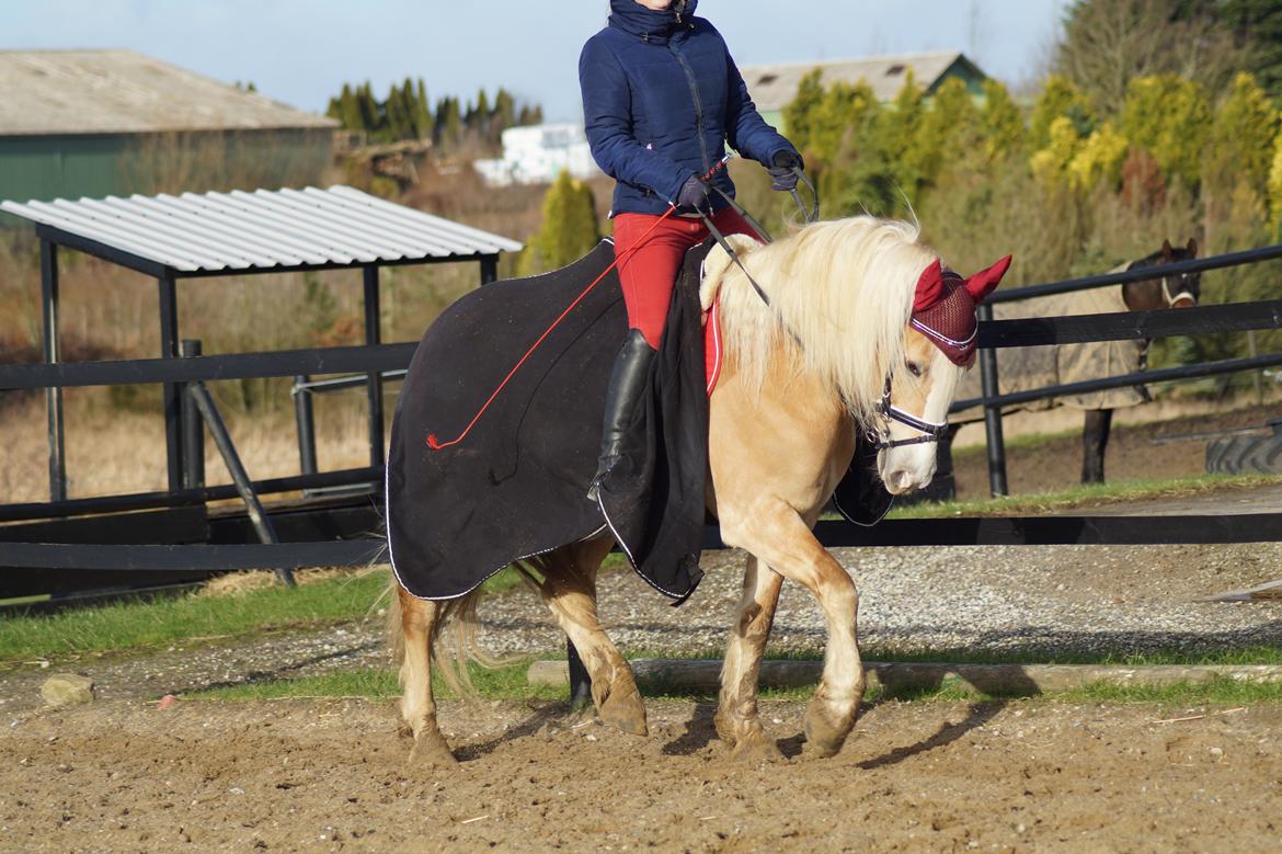 Haflinger Rascitta billede 27
