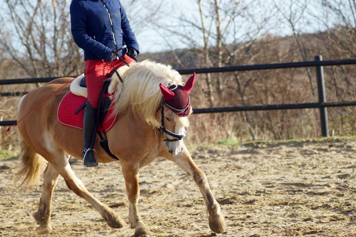 Haflinger Rascitta billede 19