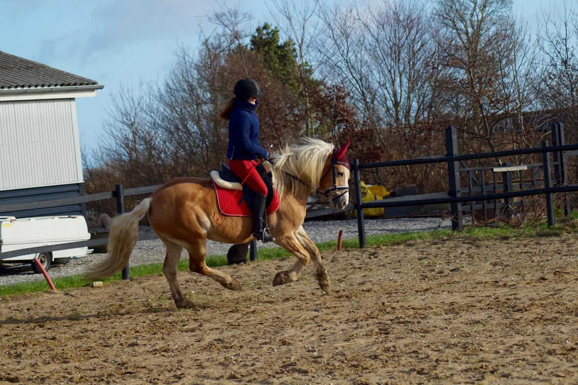 Haflinger Rascitta billede 12