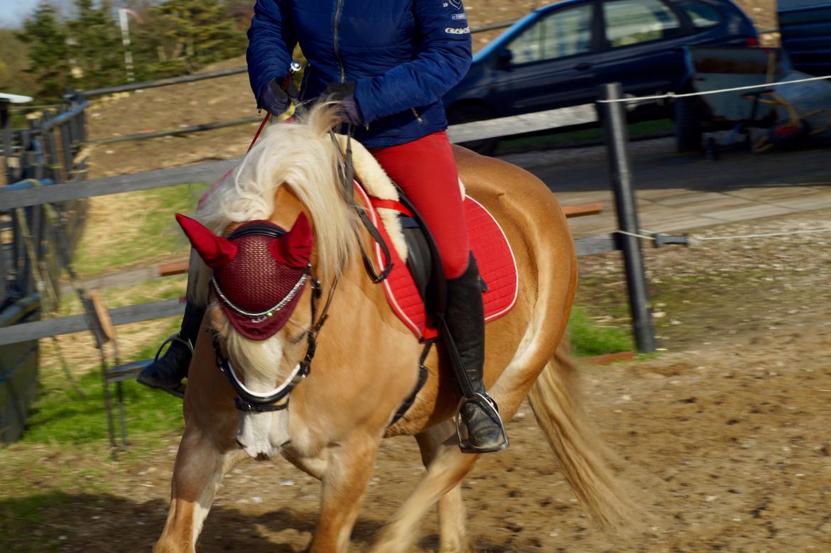 Haflinger Rascitta billede 30