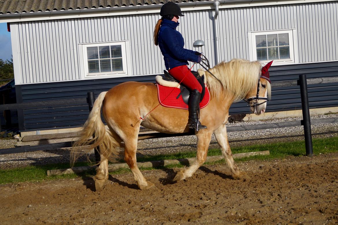 Haflinger Rascitta billede 5