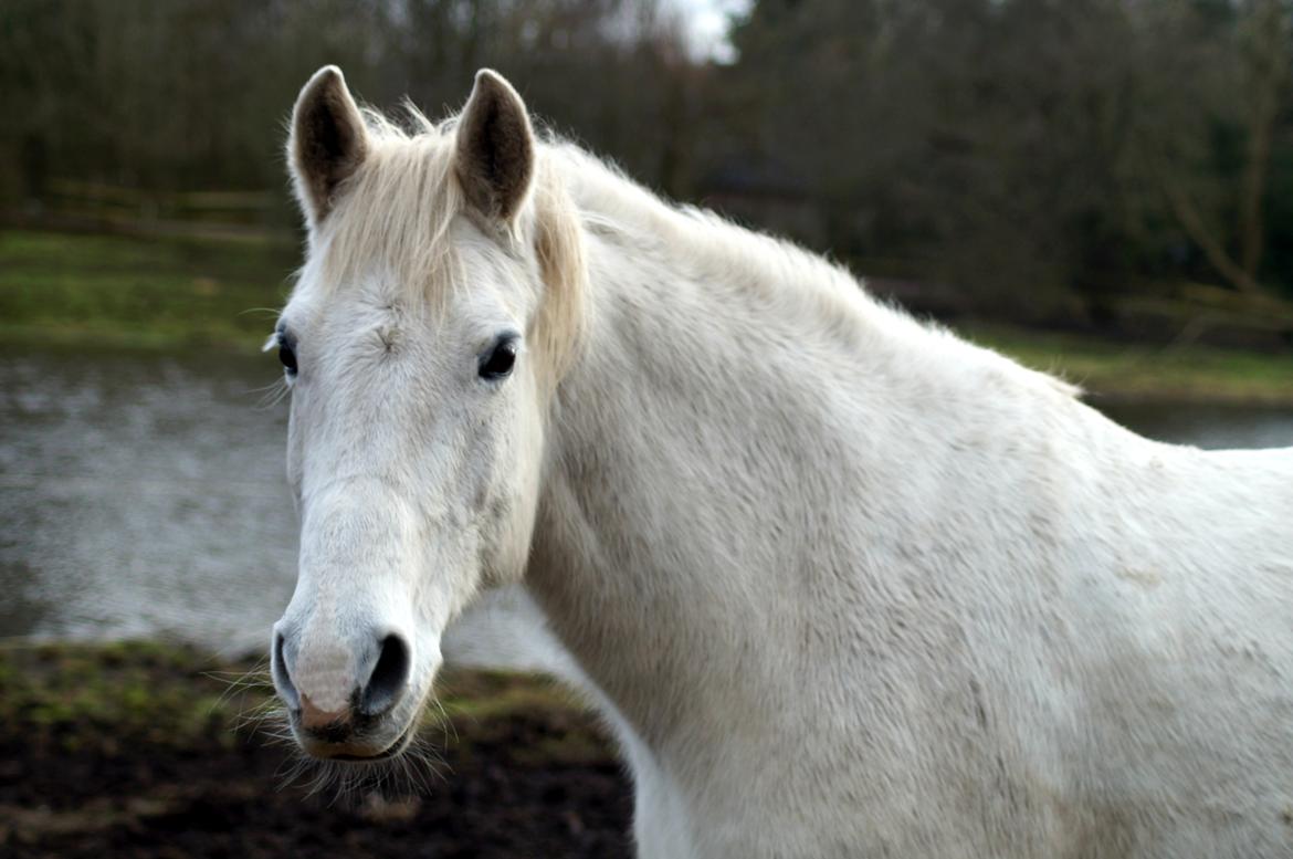 Anden særlig race Laura *Lånehest billede 5