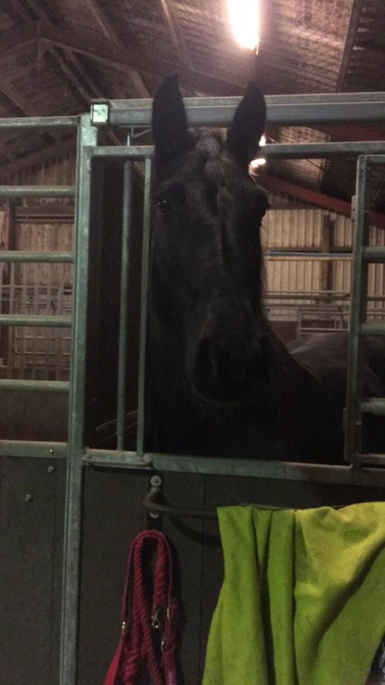 Frieser Afroditte billede 13