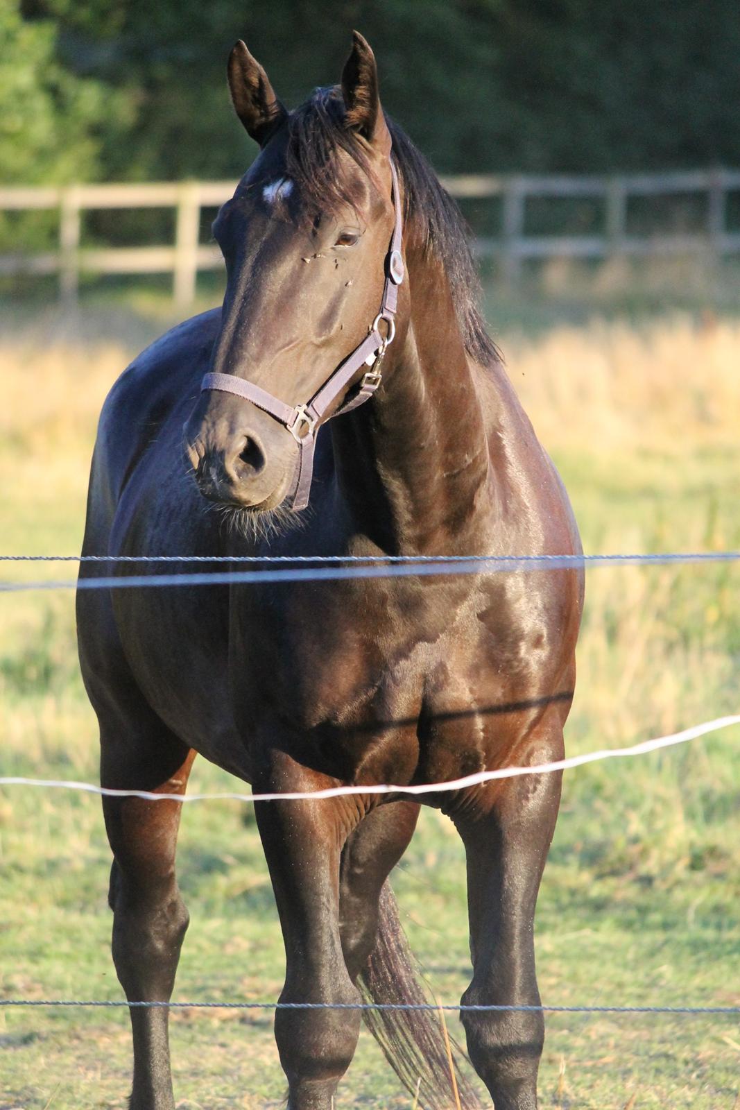 Oldenborg Emil Hornbæk billede 10