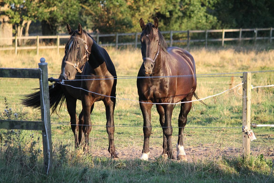 Oldenborg Emil Hornbæk billede 14