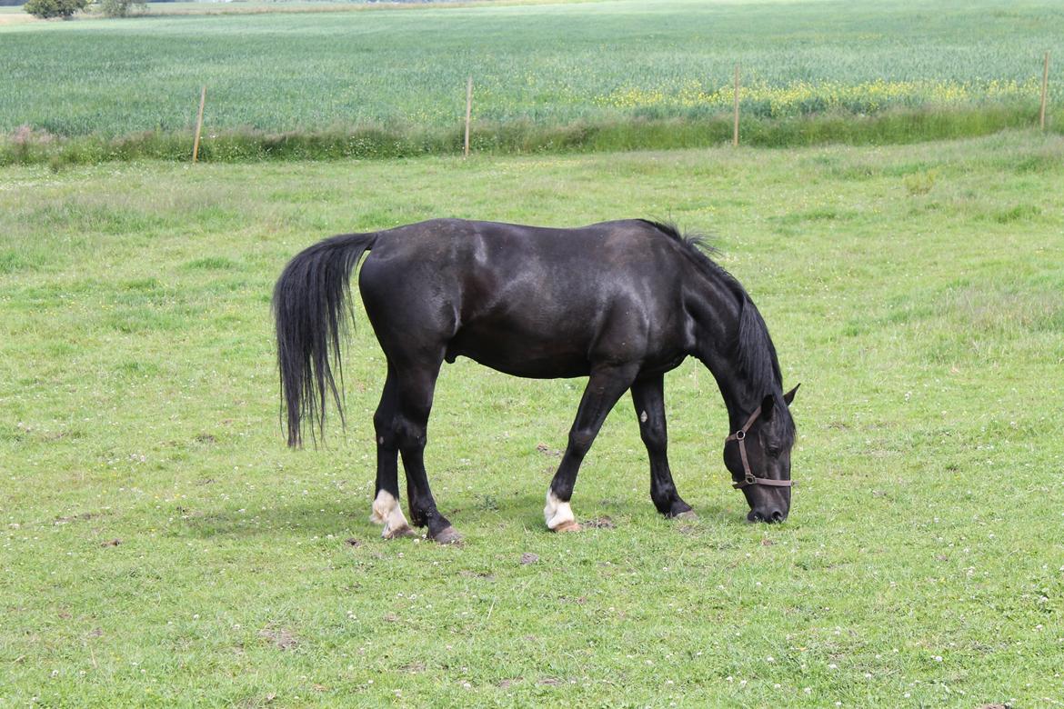 Oldenborg Emil Hornbæk billede 18