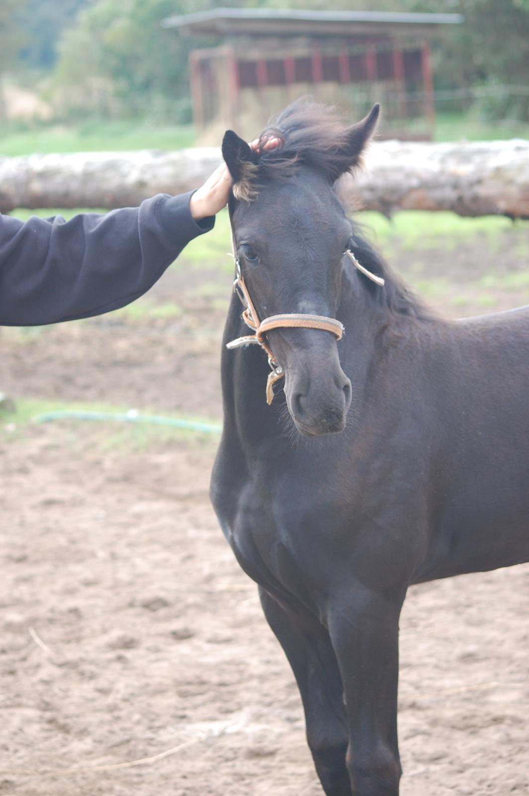 Barockpinto Lotus  - Smukke smukke Lotus billede 4