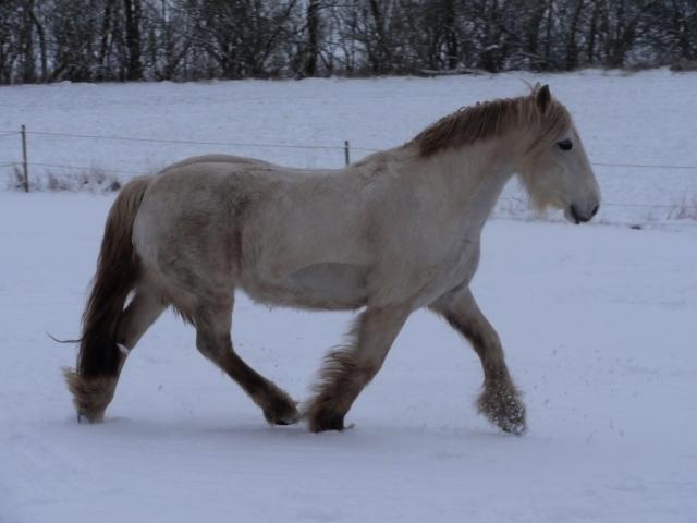 Irish Cob Tøsen *himmelhest* billede 14