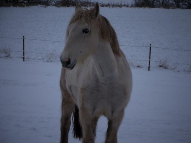 Irish Cob Tøsen billede 20