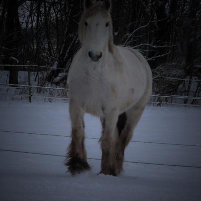 Irish Cob Tøsen billede 10