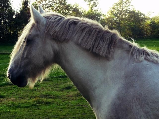 Irish Cob Tøsen billede 3