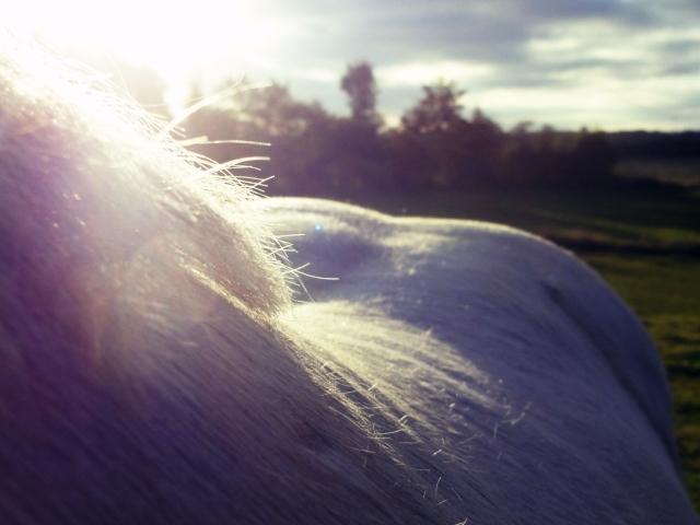 Irish Cob Tøsen billede 13