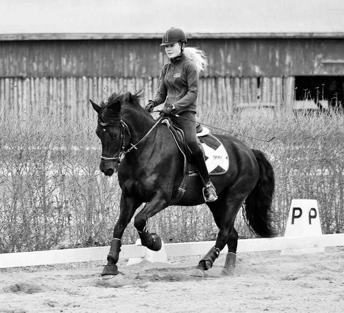 New Forest Hallinds Kaiser billede 11