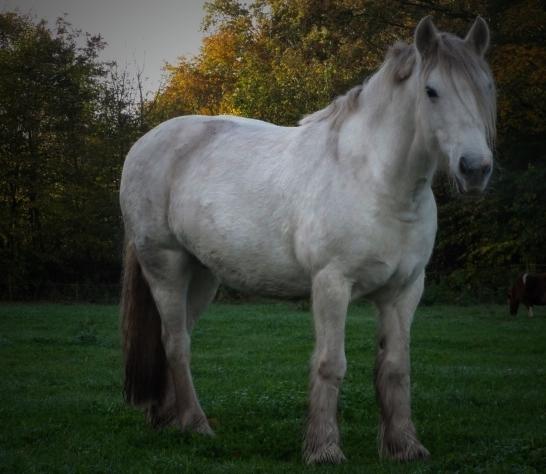 Irish Cob Tøsen *himmelhest* billede 8