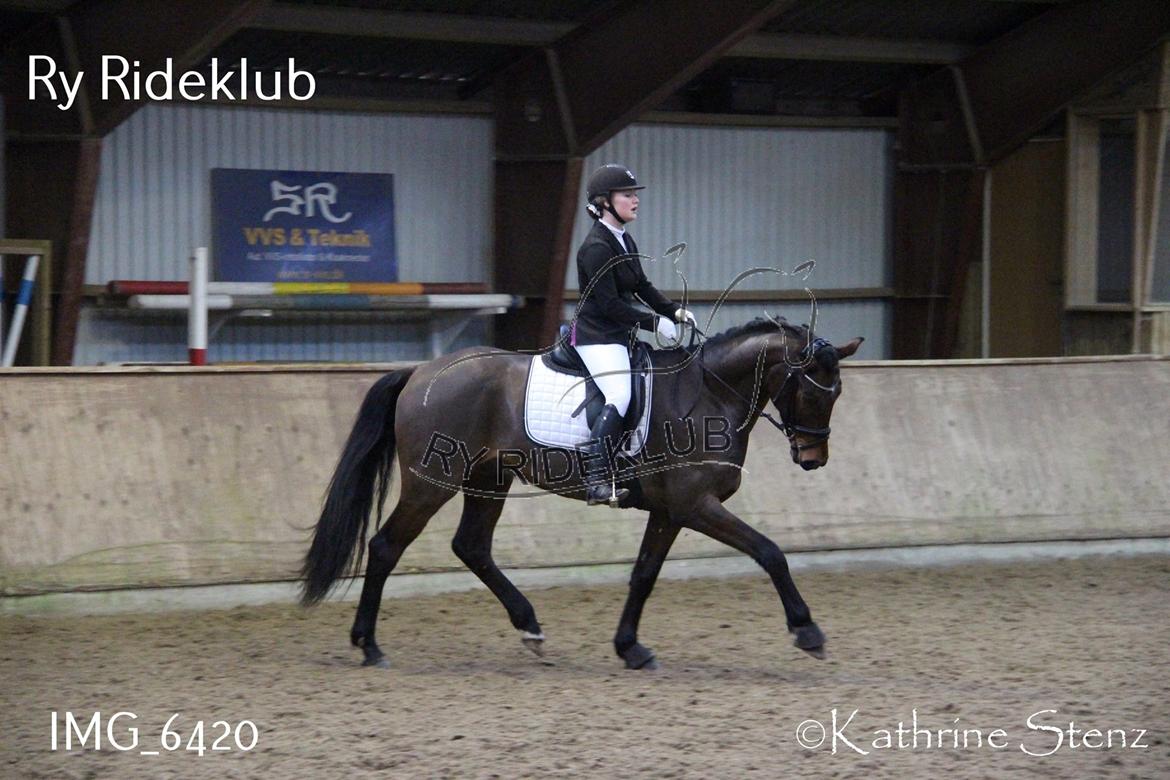 Dansk Varmblod Åtoftens Fabio - Fabio til stævne i Ry Rideklub, her i LA2 billede 4