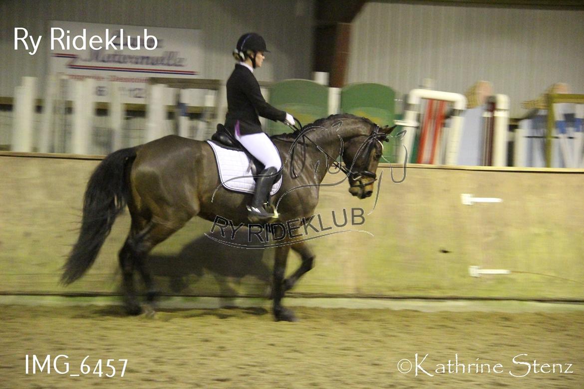 Dansk Varmblod Åtoftens Fabio - Fabio til stævne i Ry Rideklub, her i LA4 billede 12
