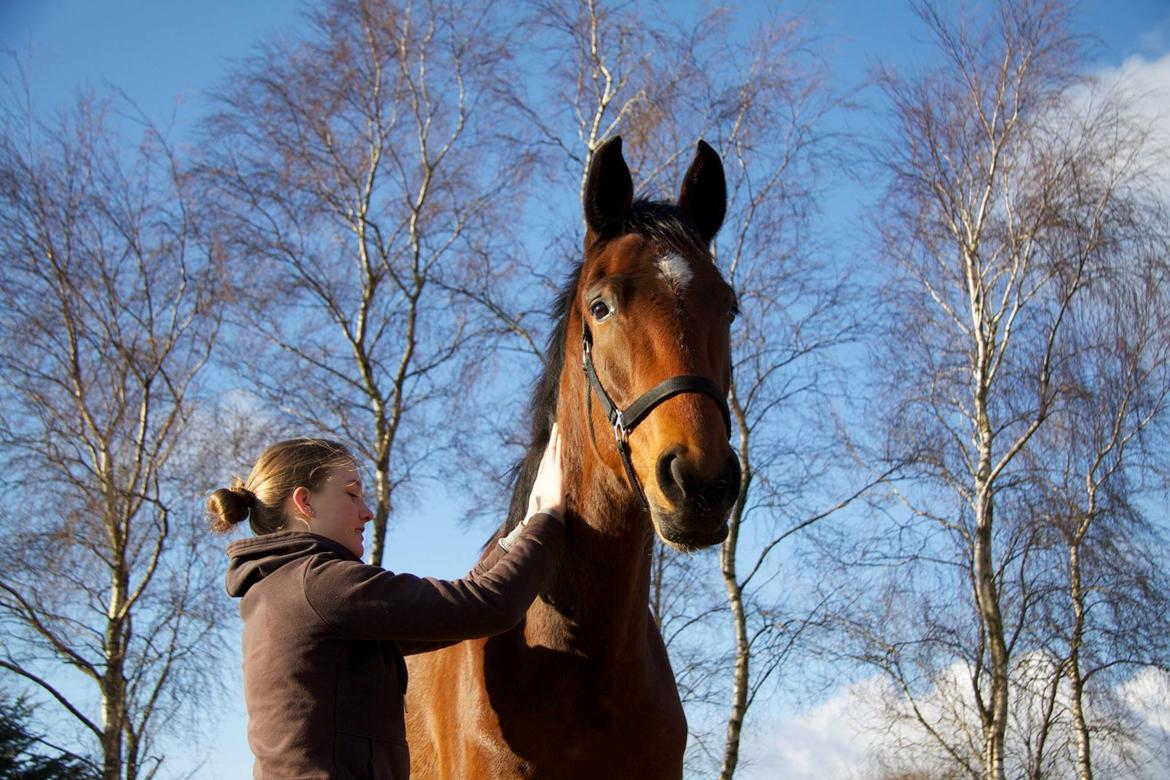 Dansk Varmblod Rosenlunds Benz  billede 12