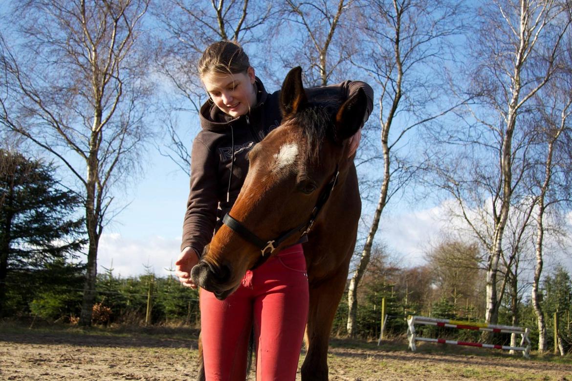 Dansk Varmblod Rosenlunds Benz  billede 3