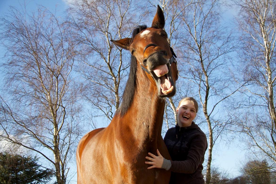 Dansk Varmblod Rosenlunds Benz  - Benz og hans små tænder :'D billede 6