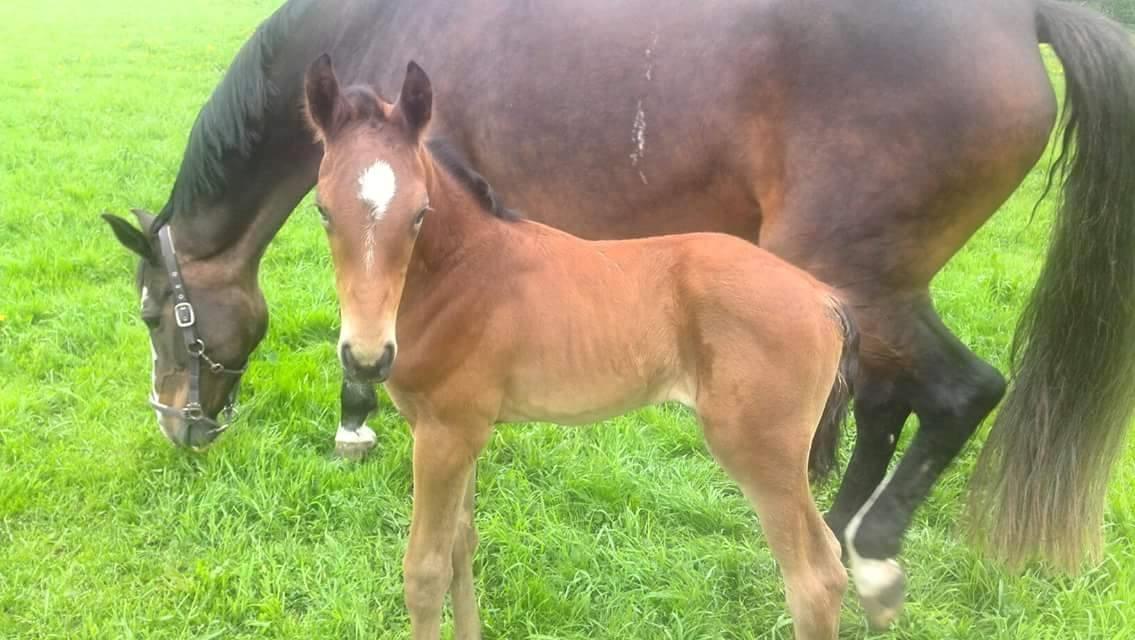 Dansk Varmblod Rosenlunds Benz  - Benz som føl billede 10