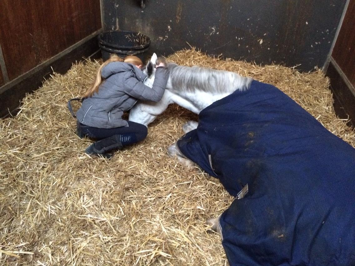 Svensk Sportspony  Uriah Heep A pony billede 11