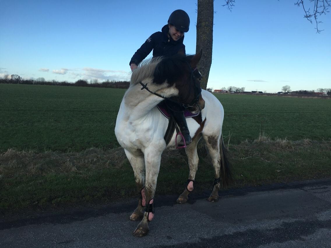 Pinto Rosenlyst's Queen Of Hearts billede 18