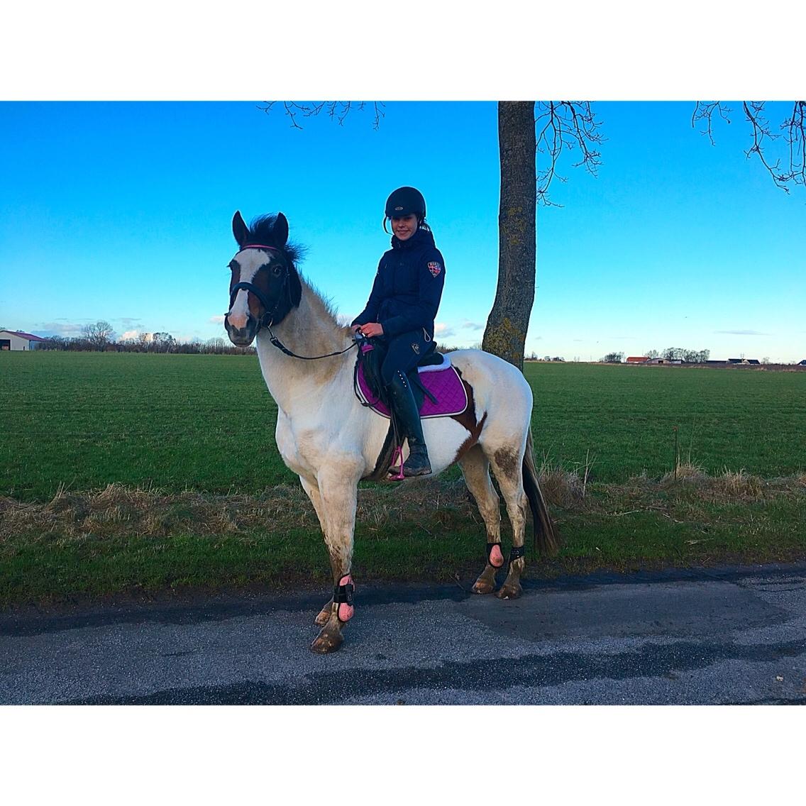 Pinto Rosenlyst's Queen Of Hearts billede 16